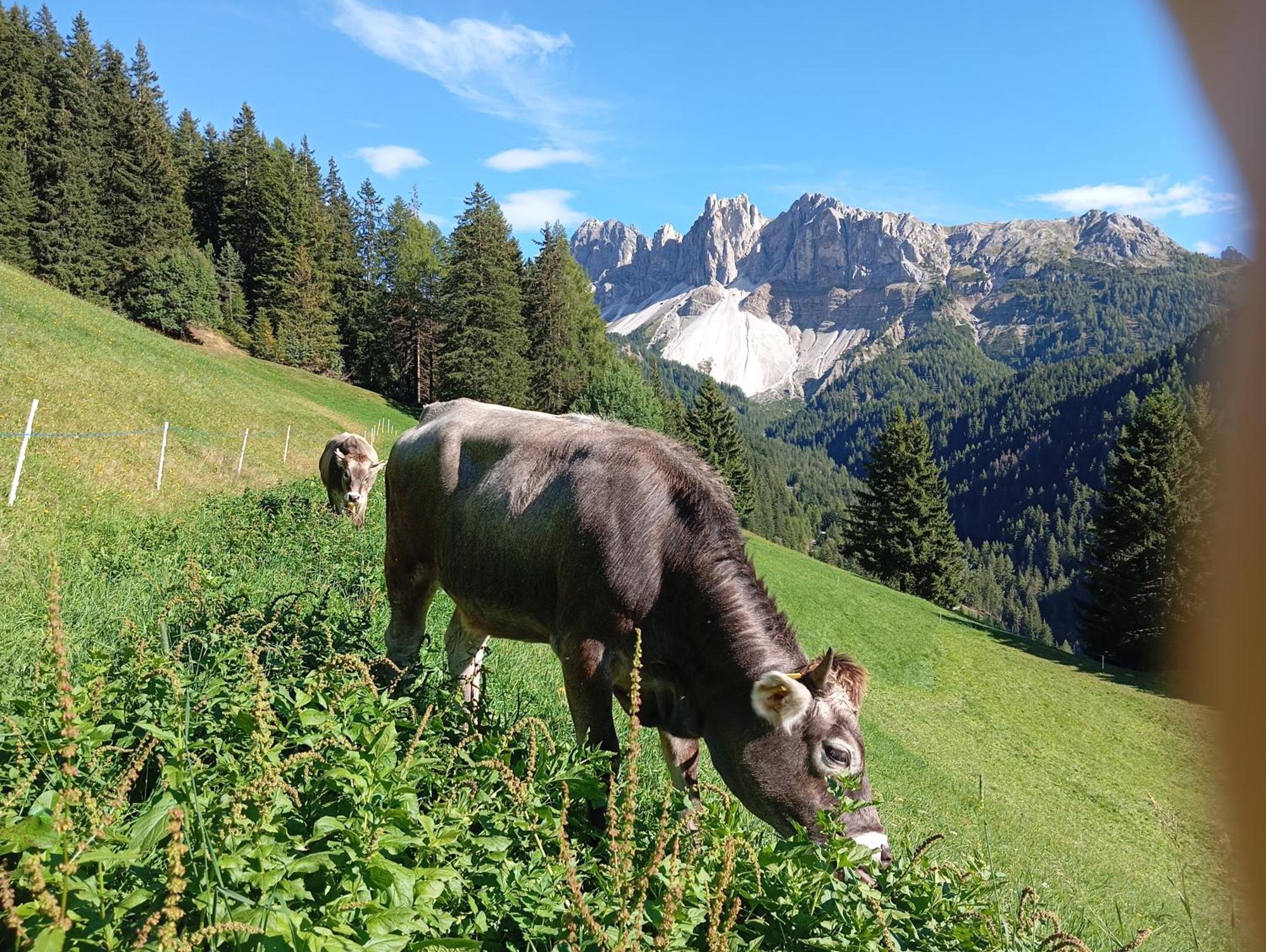 Zimmererhof Bressanone Zewnętrze zdjęcie